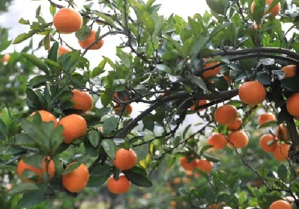 甜蜜開(kāi)園！中方縣“山下紅”柑橘掛滿枝頭等您采摘