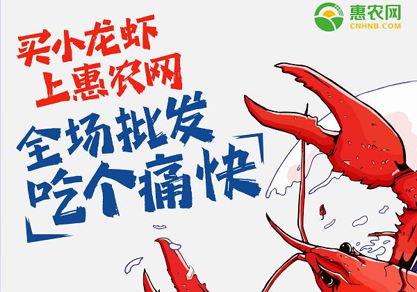 惠農網：小龍蝦線上銷售火爆 價格跳水交易高峰來臨